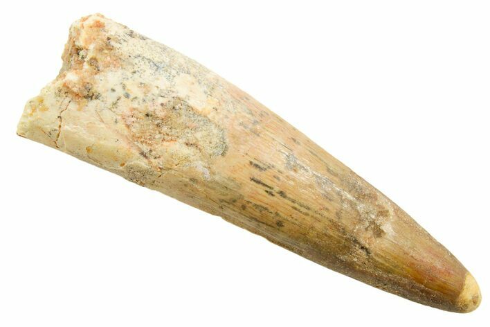 Fossil Spinosaurus Tooth - Real Dinosaur Tooth #364211